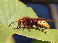 Frelon, vespa crabo