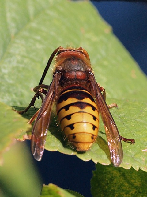 Frelon - vespa crabo