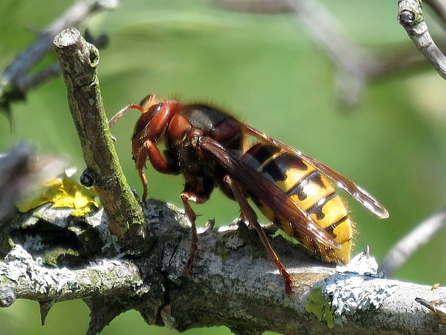 Frelon, vespa crabo