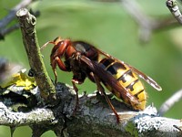 Frelon, vespa crabo