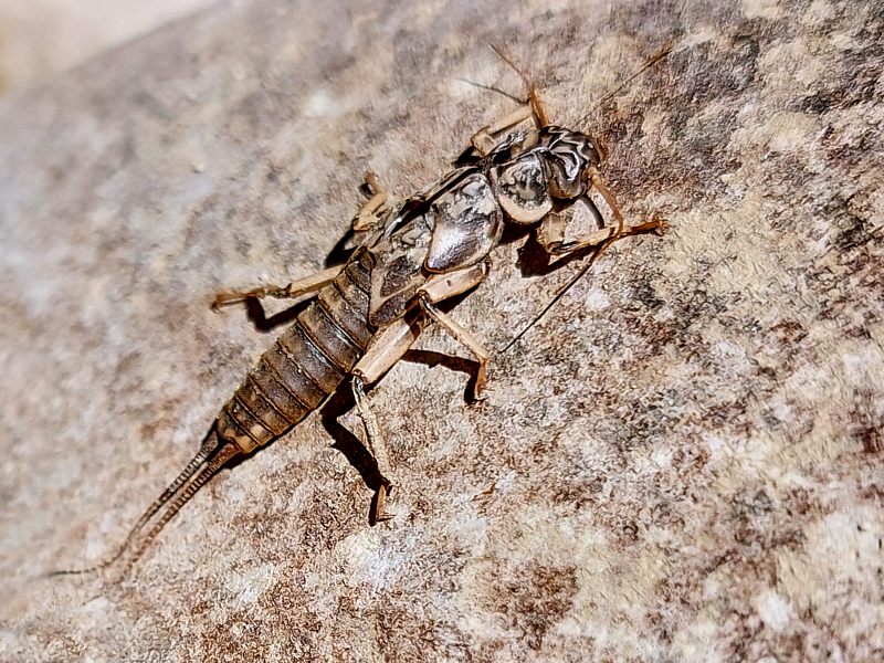Grande perle, perla maxima