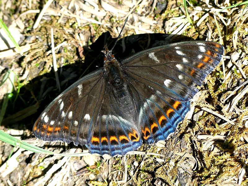 Grand sylvain, limenitis populi