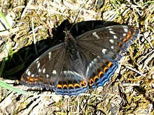 Grand sylvain, limenitis populi
