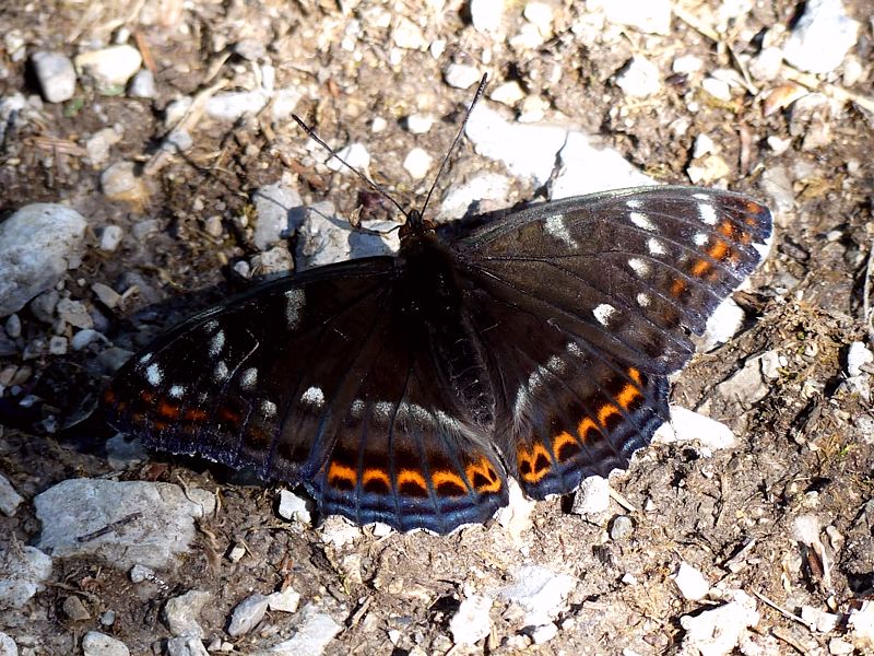 Grand sylvain, limenitis populi