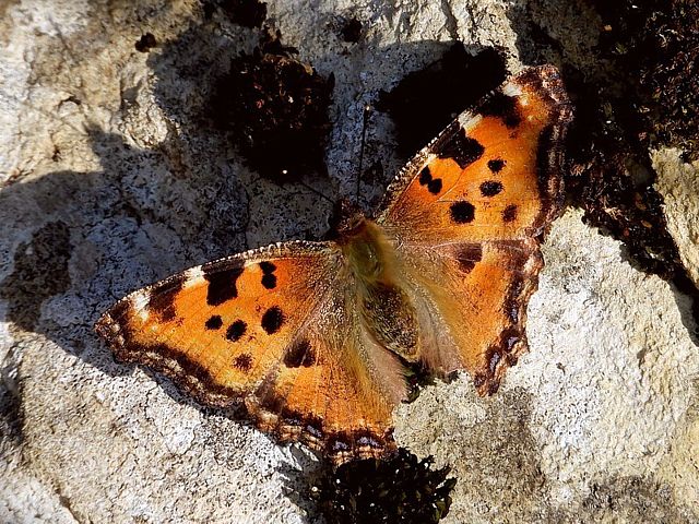 Grande tortue, nymphalis polychloros