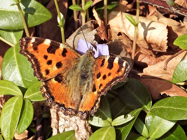 Grande tortue, nymphalis polychloros