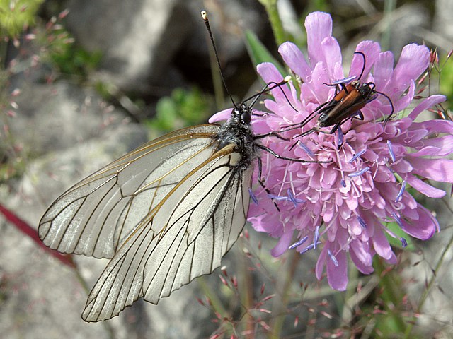 Gazé, piéride de l'aubépine,  aporia crataegi