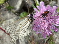 Gazé, aporia crataegi