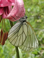 Gazé, ailes fermées