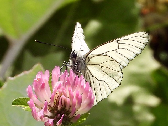 Gazé, piéride de l'aubépine, aporia crataegi