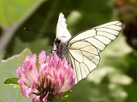 Gazé, aporia crataegi