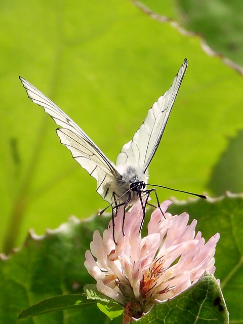 Gaz sur une fleur de trfle