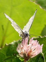 Gazé, ailes fermées