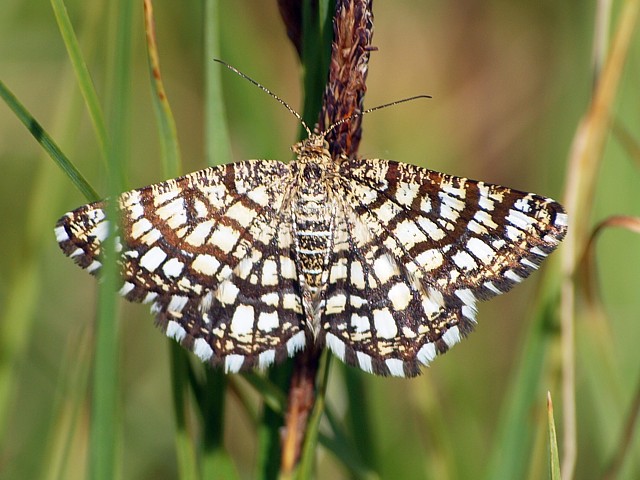 Géomètre à barreaux, chiasma clathrata