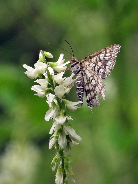 Géomètre à barreaux, chiasma clathrata