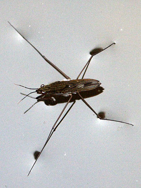 Gerris lacustre - gerris lacustris