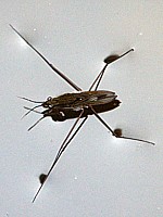 Gerris, gerris lacustris