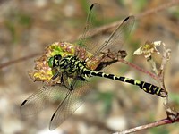 Gomphe à pinces, onychogomphus forcipatus