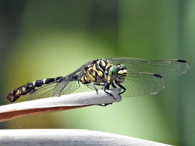 Gomphe à pinces, onychogomphus forcipatus