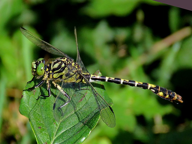 Gomphe  pinces, onychogomphus forcipatus
