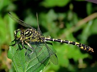 Gomphe à pinces, onychogomphus forcipatus