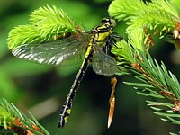 Gomphe très commun, gomphus vulgatissimus