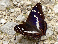 Grand mars changeant, apatura iris