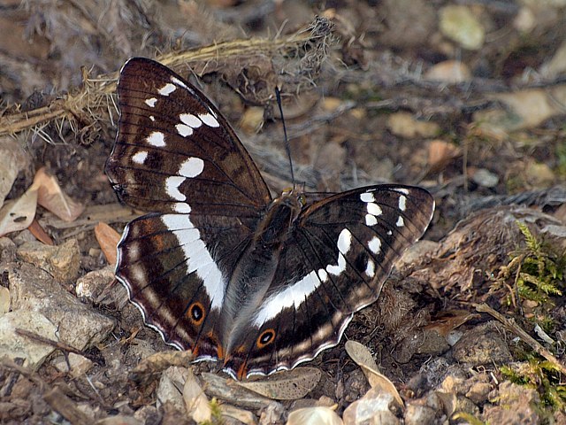 Grand-mars changeant - apatura iris