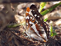 Grand mars changeant, ailes fermées