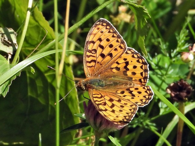 Grand nacré, speyeria aglaja