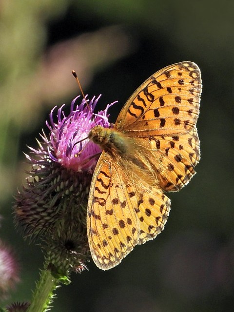 Grand-nacr, speyeria aglaja
