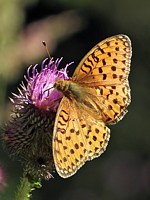 Grand Nacré, speyeria aglaja