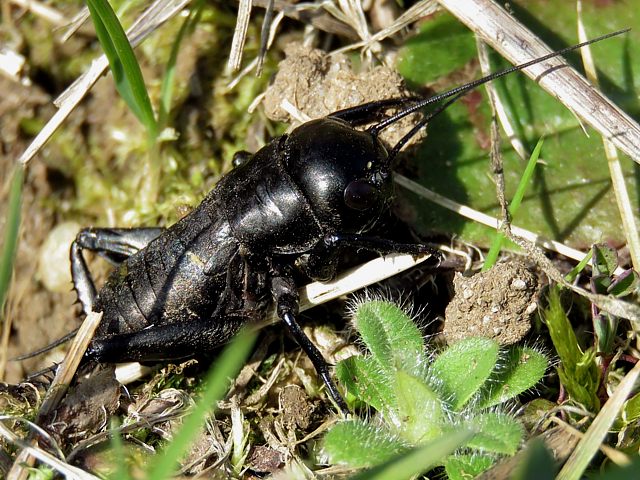 Grillon champtre, gryllus campestris