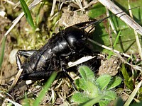 Grillon champêtre, gryllus campestris