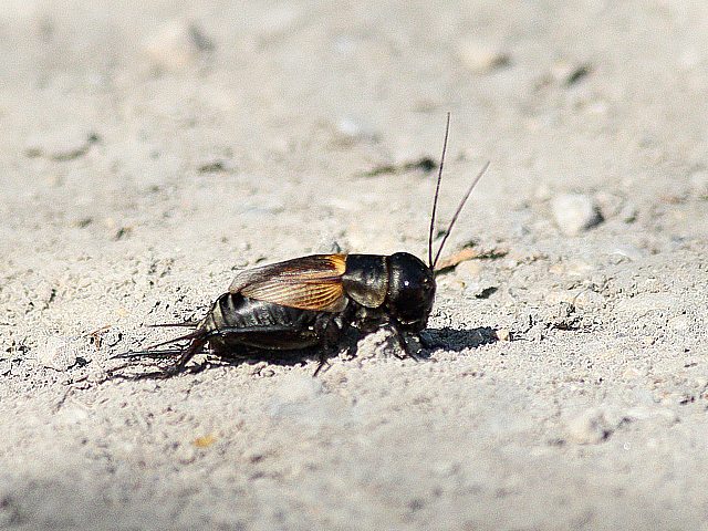 Grillon champtre, gryllus campestris