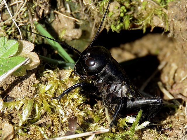 Grillon champtre, gryllus campestris