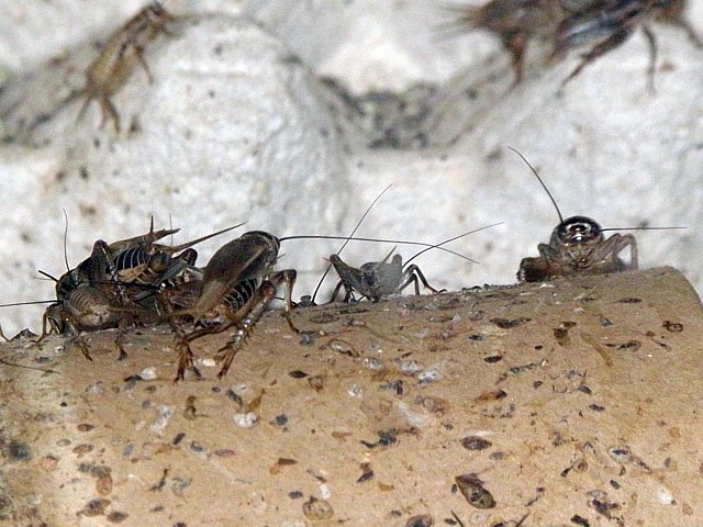 Grillon domestique, acheta domestica