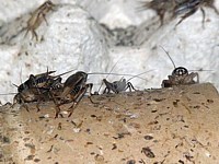 Grillon domestique, acheta domestica