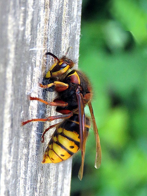 Guêpe des buissons, dolichovespula media, reine