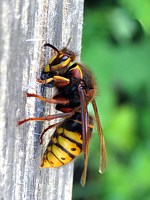 Guêpe des buissons, dolichovespula media, reine