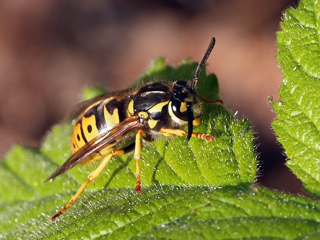 Gupe germanique - vespula germanica