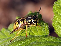 Guêpe germanique, paravespula germanica