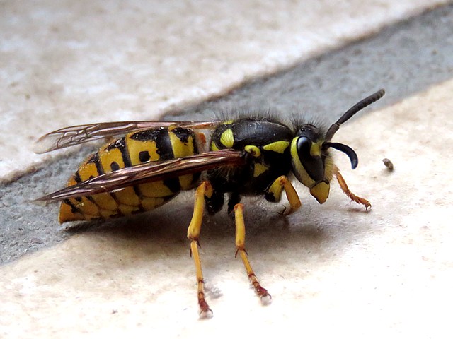 Gupe germanique - vespula germanica