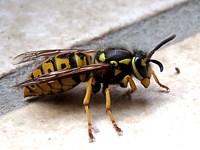 Guêpe germanique, paravespula germanica