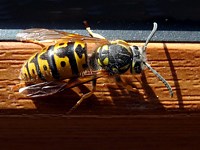 Guêpe germanique, paravespula germanica