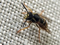 Guêpe saxonne, dolichovespula saxonica