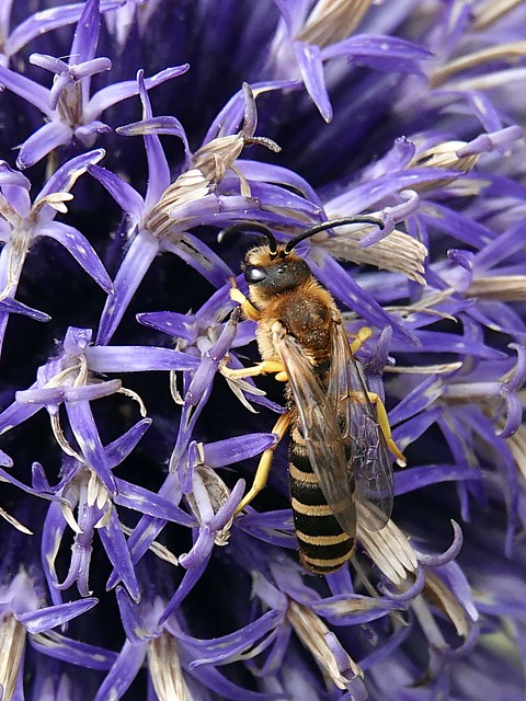 Halicte aux pattes rouges, halictus rubicundus