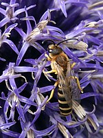 halicte aux pattes rouges, halictus rubicundus