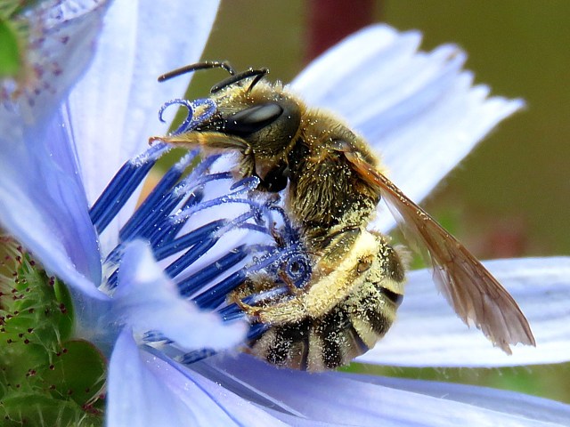Alicte de la scabieuse, halictus scabiosae