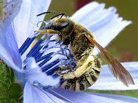 Halicte de la scabieuse, halictus scabiosae